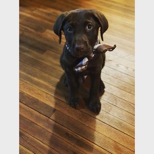 Meet your Posher, Cody